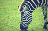 Image shows zebra bending head down to graze on bright green grass