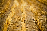 Turning Agricultural Waste into a Cornerstone of Sustainable Prosperity