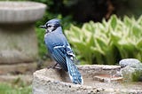 Blue Jay