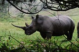 The Moral Ambiguities of Rhino Poaching and Conservation