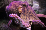 Opening Pandora’s genetic box:
Cephalopods’ brains, another way of thinking outside the box