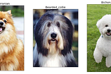 Dog Breed Classification App — Udacity DSND