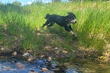 Water Dogs