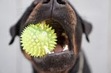 Boredom Busters For Your Dog