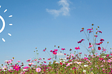 A field of wild flowers growing toward the sun.