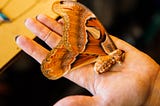 Livestreamed: How Katie Evans Preserves Natural Beauty Through Her Handmade Jewelry