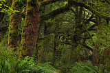 Clinton Valley Rainforest in Fiordland National Park, New Zealand