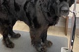 Huge Newfoundland dog on a scale