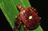 a Lone Star tick on a blade of grass on a black background