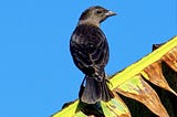 Blackbird e Assum Preto
