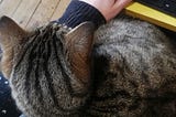 Close-up of a fluffy tabby cat sitting on someone’s lap and leaning on their arm as the person tries to type on a keyboard