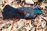 A beautiful dead black bird with a blue neck and head on dead leaves.