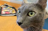 The Birth of BobaCat: How a Tweet Sparked a New Meme Token