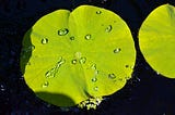 Bite-Size Biomimicry: Lotus Leaf