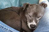 Pet Loss: Guilt and Regret