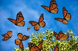 National Learn About Butterfly Day