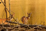 Musings of a Naturalist — an evening at a waterhole
