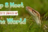 Top 8 Most Cute Snakes in The World