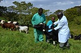 A veterinary health worker, accompanied by two herdsmen, administers vaccinations to a cow on a hillside. Ovayo Swartbooi, Digital Health. One Health. Rural Health. Herd Management. Brucellosis in South Africa.