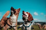 Best Dogs For Families