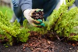 How to Mulch Your Garden for Summer Heat Protection