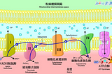 淺談紅光治療：紅光如何幫眼睛「無線充電」?