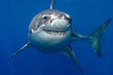 Sharks in Media: Diving Deeper Into How Sharks Are Perceived