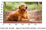 Dog Breed Classifier — Udacity