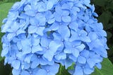 Hydrangea Flower. Bright blue-violet in color