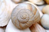 a sea snail shell against other sea shells