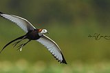 The World of Pheasant-Tailed Jacana.