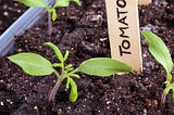 How To Start a Garden From Seed Indoors