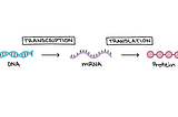 Reverse Engineering the Corona Virus