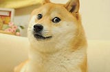 What the dog!