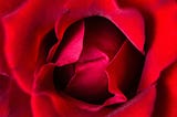 A close up of the heart of a deep red rose