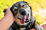 How to Take Care of Your Dog —  The Master Guide
