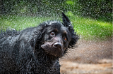 We Black Dogs Are Exuberant and Bring Joy, Not Despair