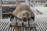 Seal asleep on a wooden picnic table.