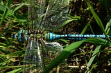 The male emperor dragonfly has a bright turquoise body with green back.