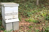 A New Hive, and a New Tribe — Reflections on New Career Beginnings (and Beekeeping)