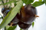 Exotic Vegetables: Do You Include Black Veggies When You Eat the Rainbow?