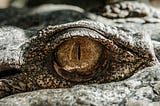 Seeing is Believing? Debating the Eye’s Origins