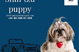 Shih Tzu Puppy Breed n Breeder