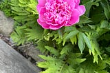 A peony bloom above it’s own leaves and ferns.