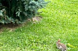 Little Bunny by the Evergreen