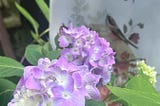 Soft blooming in a hard world