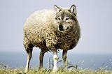 Эксперимент “Волк в овечьей шкуре”