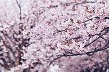 德島中央公園櫻花