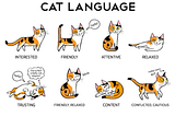 Understanding cat language and signals