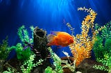 goldfish swimming under water